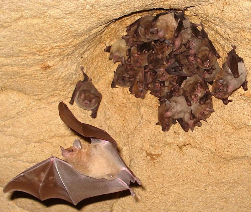 DIA 9: CAVERNAS DE VENADO - DE TORTUGAS Y PEREZOSOS. COSTA RICA 2019 (17)