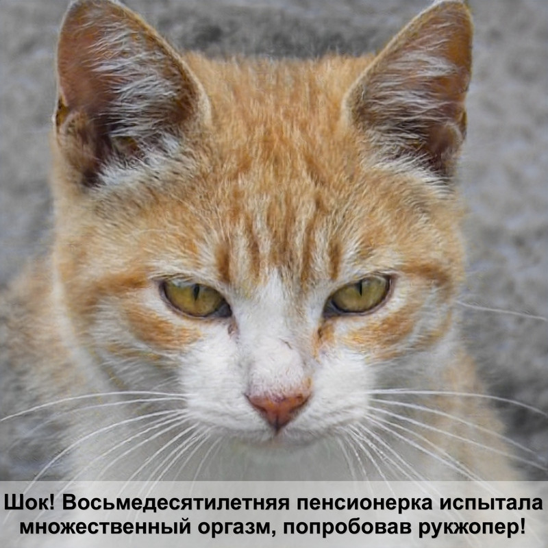 как отучить кошку драть мебель
