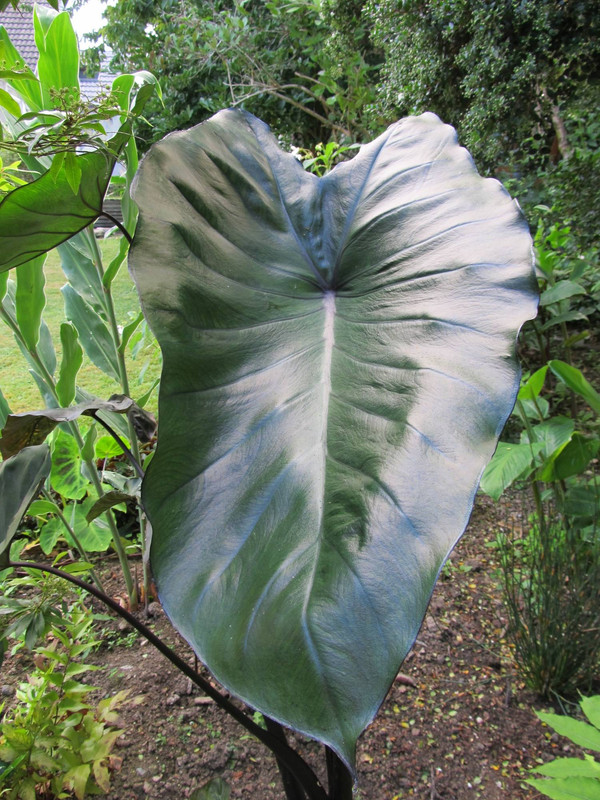 Colocasia 'Fontanesii'