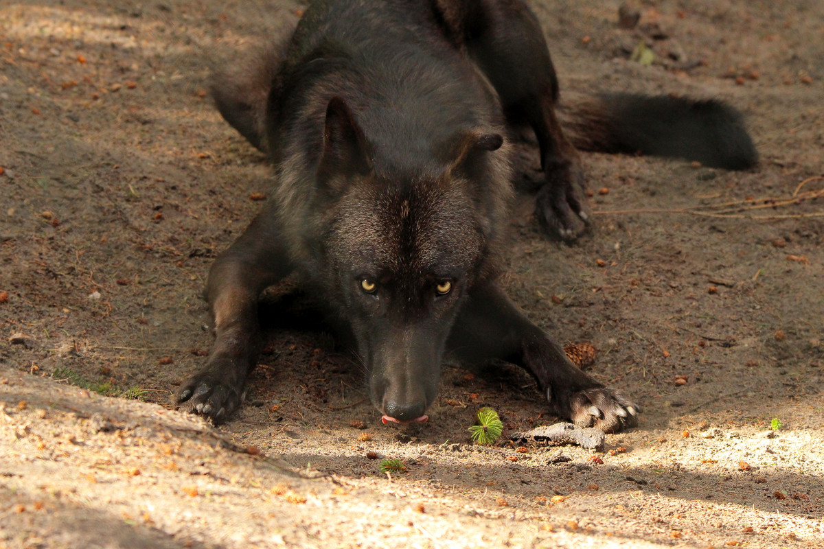 timberwolf-by-quiet-bliss-d93p0q4.jpg