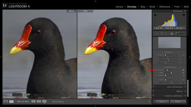 Bird Photography Post Processing, Removing Noise Bird Photography Post Processing, Removing Noise