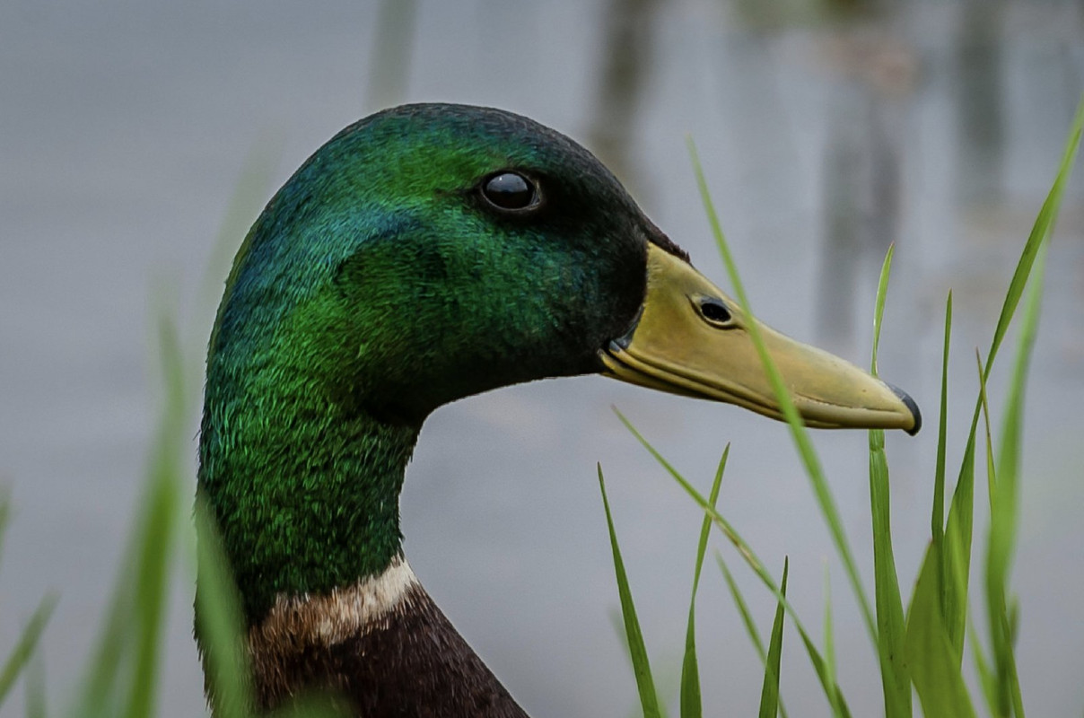 greenmallardrakehead.jpg