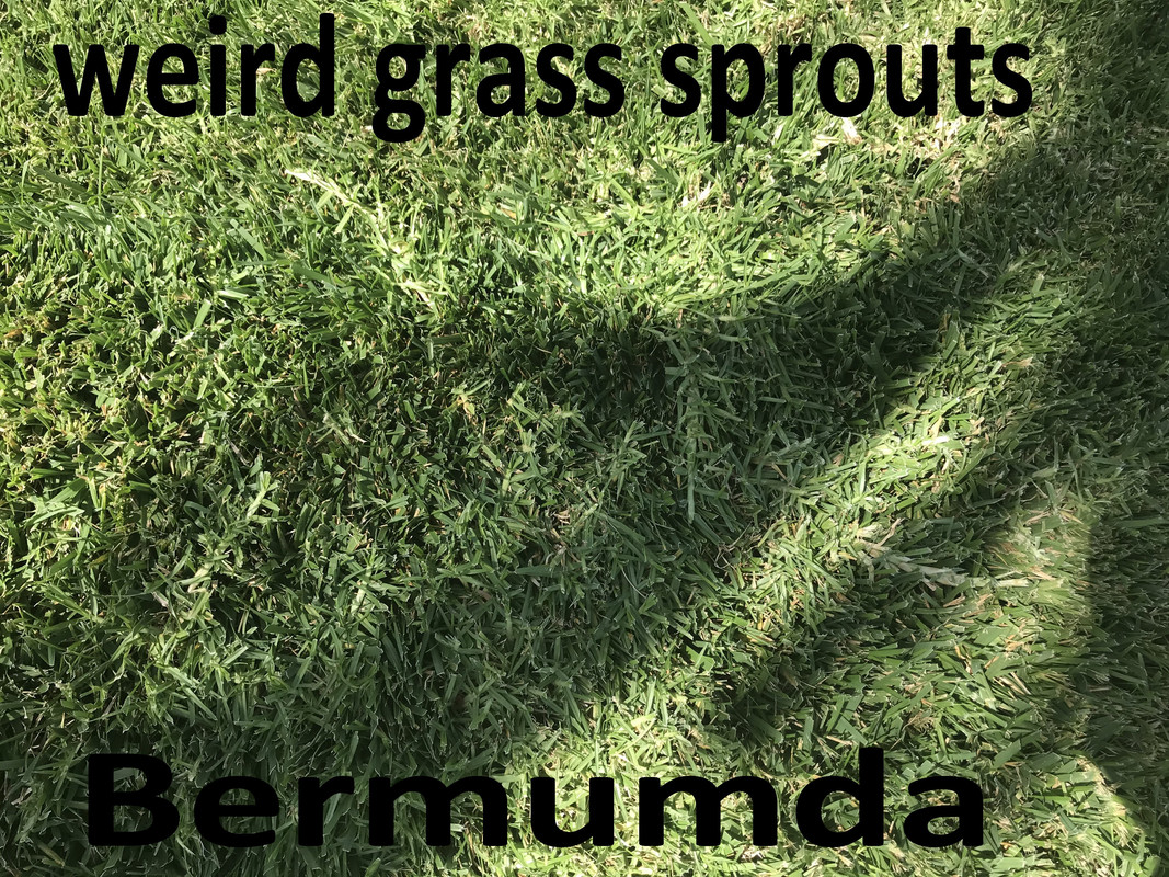Is It Ok To Use A Dethatching Mower Blade To Pull Up Some Bermuda Grass Stolons That I See In Tiny Tall Fescue Yard The Lawn Forum