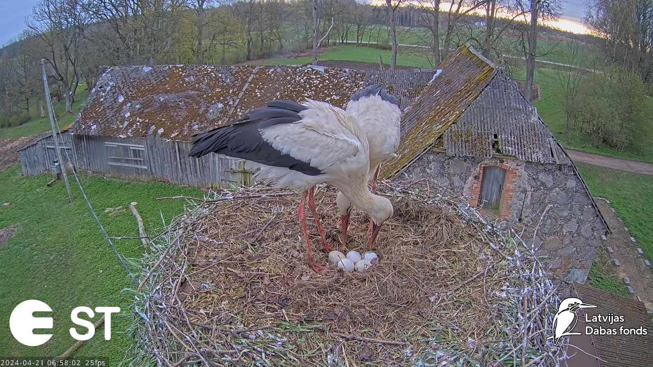 Baltie stārķi (Ciconia ciconia) Tukuma novadā - LDF tiešraide __ White storks in Tukums, Latvia 10-7