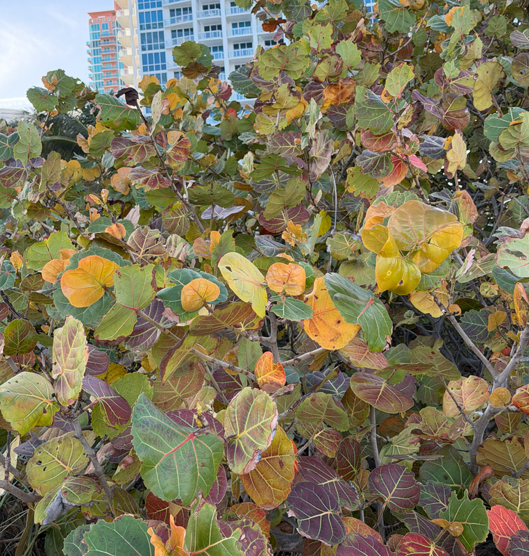 [Image: South-Pointe8.png]