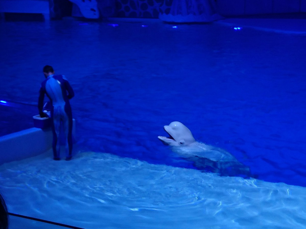 цвет синий 4 м