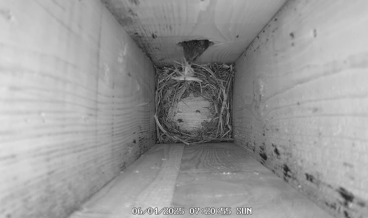 (8) Mājas strazds 2025 Tiešraide - YouTube - 660_12