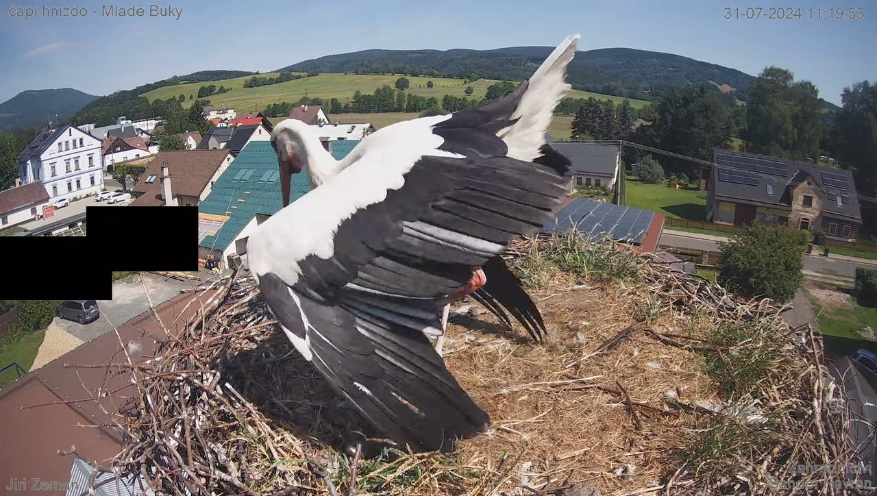 Tiešraides kamera — Mladé Buky — stārķa ligzda 11-57-36 screenshot