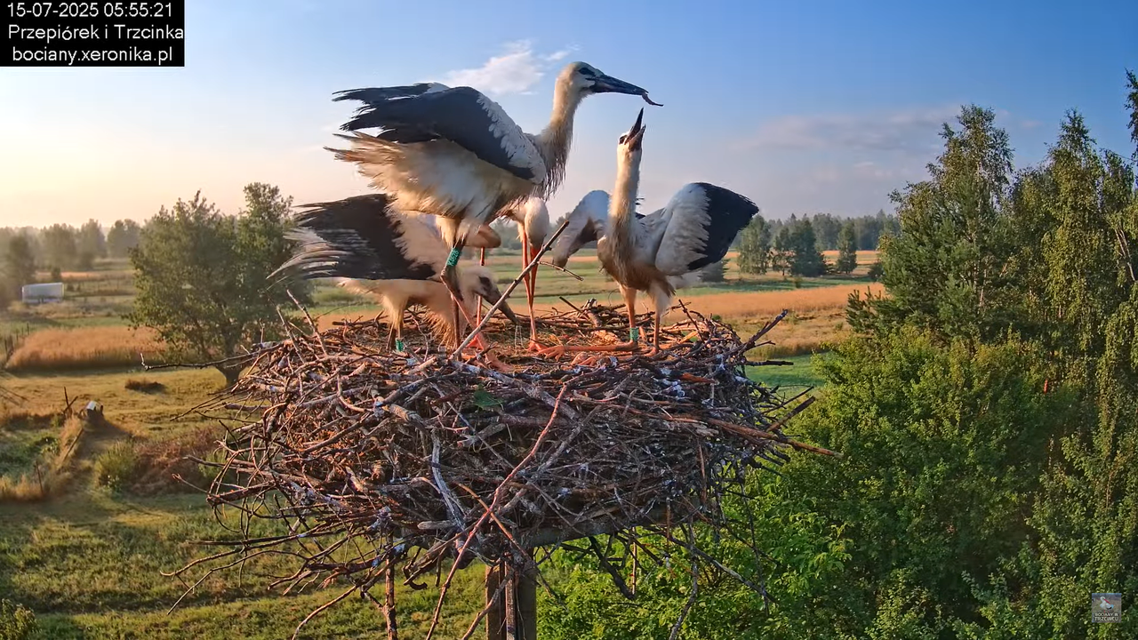 15072025bociany6