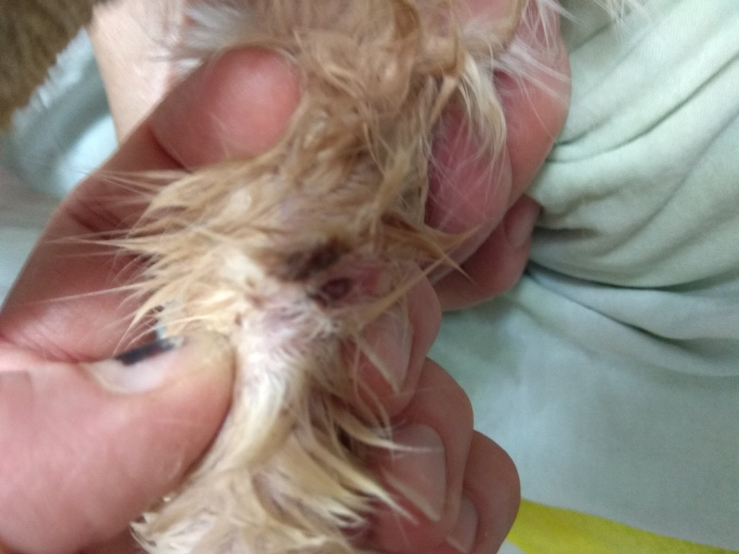 дырка вместо пятого когтя