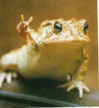 peace frog