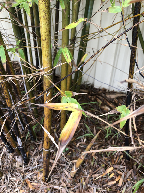 B9862E45-EB90-449D-B050-964C1EEB6BB4