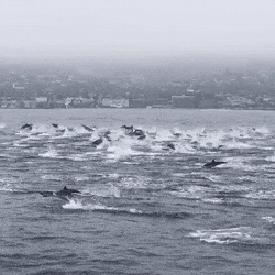 GIFs-20