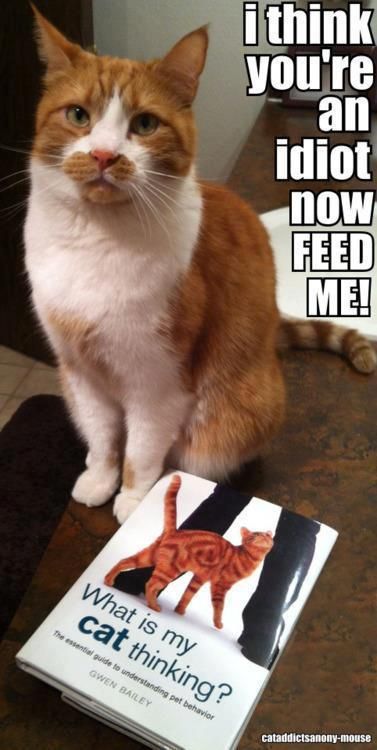 Cat Humor #8