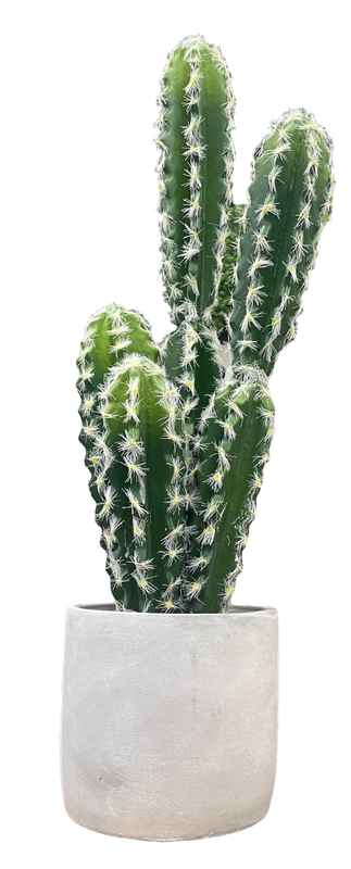 choki aka nagi's pet cactus