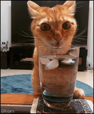 Funny-Cat-GIF-Close-up-on-very-thirsty-ginger-cat-drinking-iced-water-in-glass-with-big-mesmerized.gif