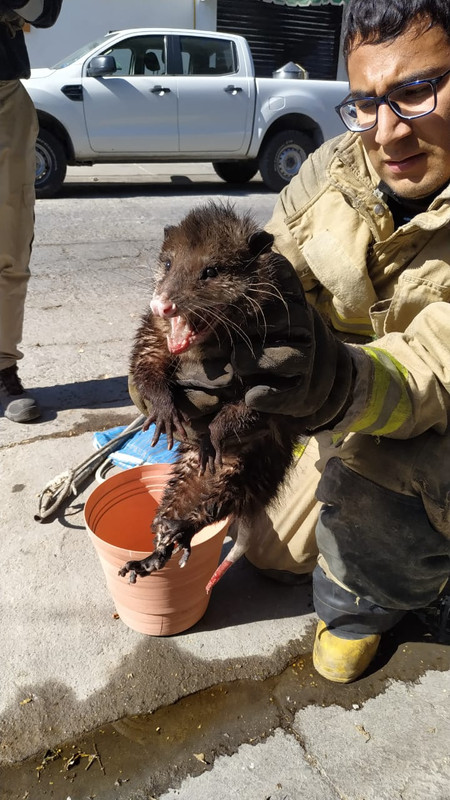 Su camioneta no arrancaba y tras investigar halla un tlacuache viviendo ahí