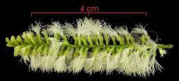 images-1