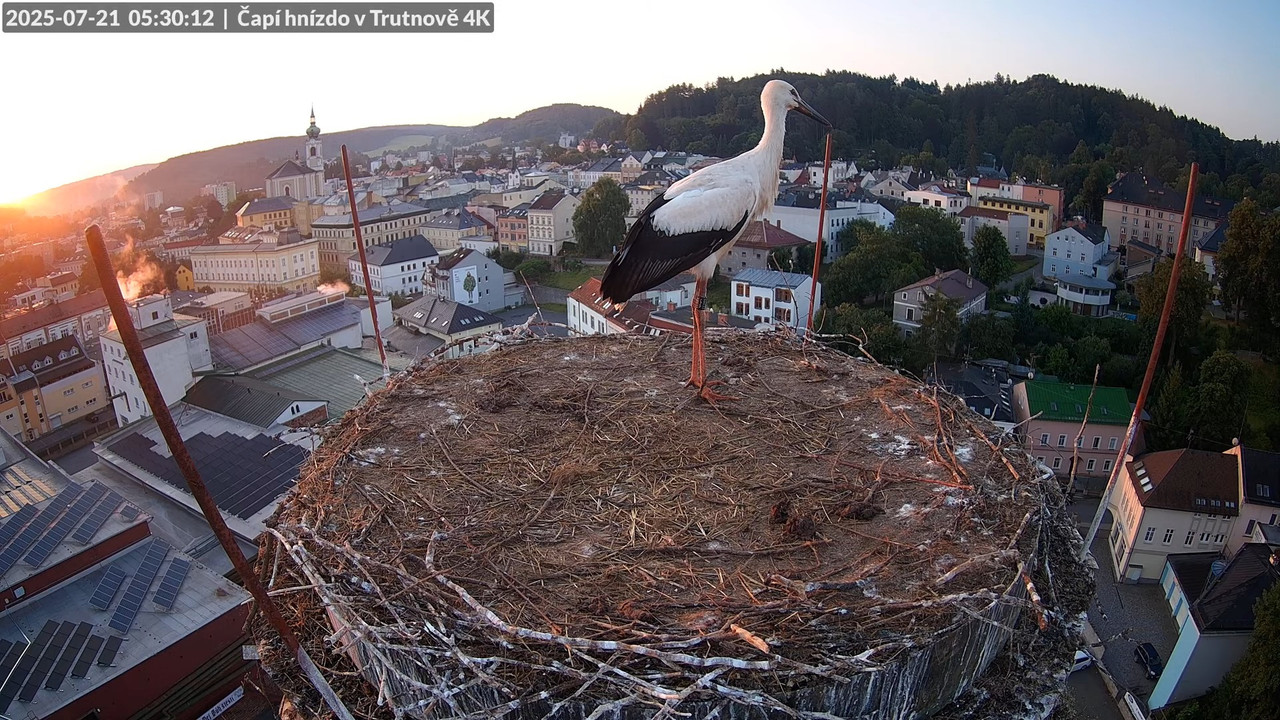 Tiešraide no stārķa ligzdas uz alus darītavas skursteņa Trutnovā 8-28-58 screenshot