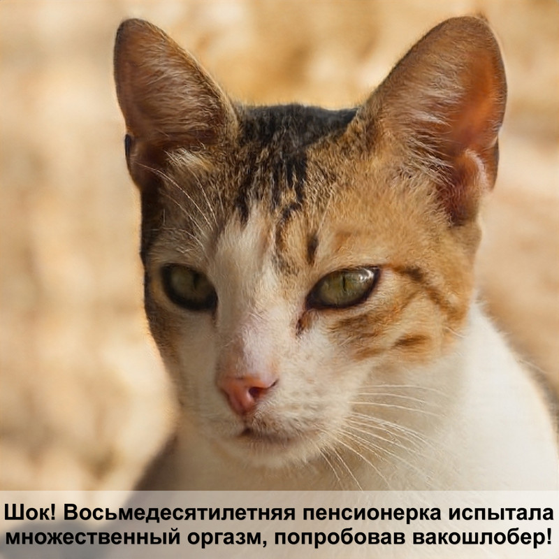 пробаланс корм для кошек