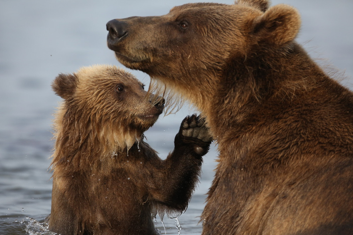 Superschopnosti medvědů / Fort comme un ours / CZ