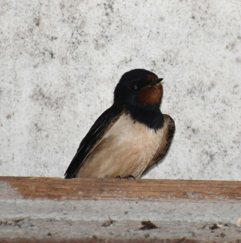 DSC_0144AMB 22-6-22