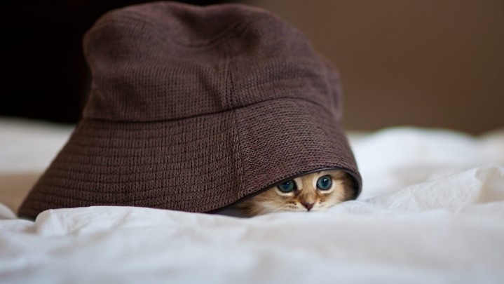 Маца под капом 1