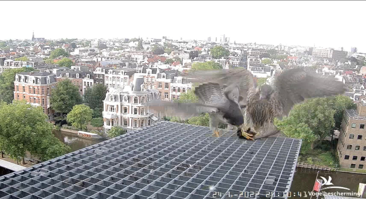 Amsterdam/Rijksmuseum screenshots © Beleef de Lente/Vogelbescherming Nederland - Pagina 32 Video-2022-06-24-201601-Moment-6