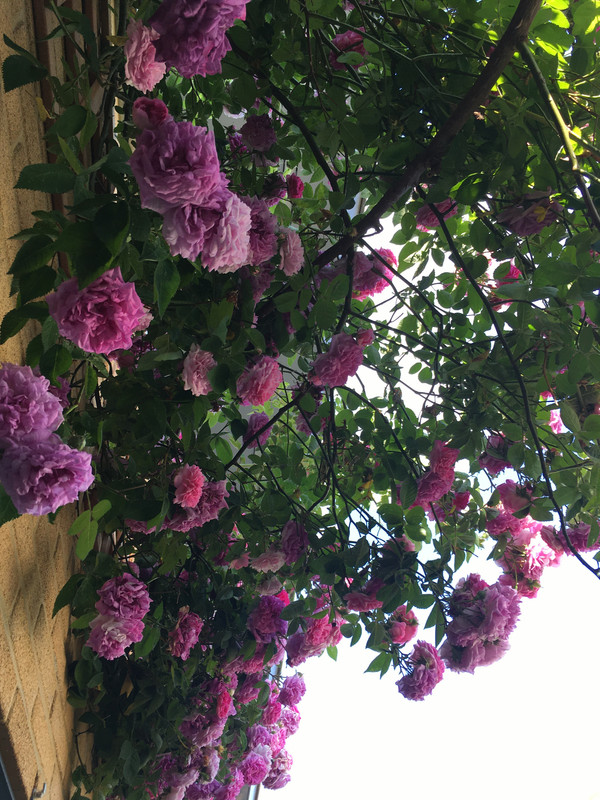 640A9F42-F024-400C-9450-67F59D380942