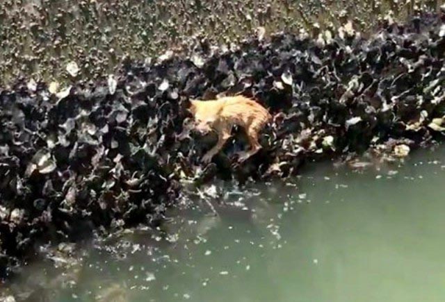 "Жить захочешь, не так раскорячишься". Семья спасла котенка, который из последних сил цеплялся за опору моста