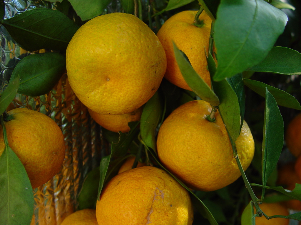 7539FD78-2EC0-42BC-80EE-21658024F5FD_1_105_c