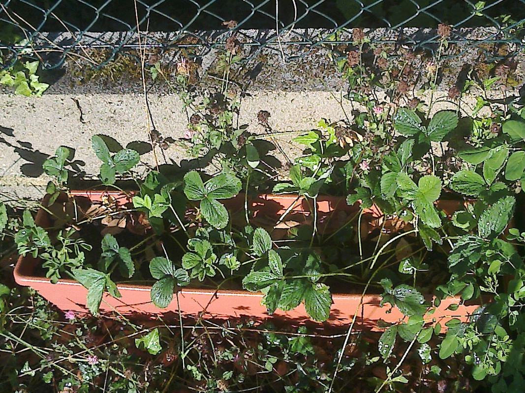 foto0115