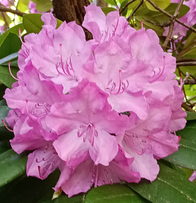 Lila Rhododendrenblüten (Pfingsten 2026)