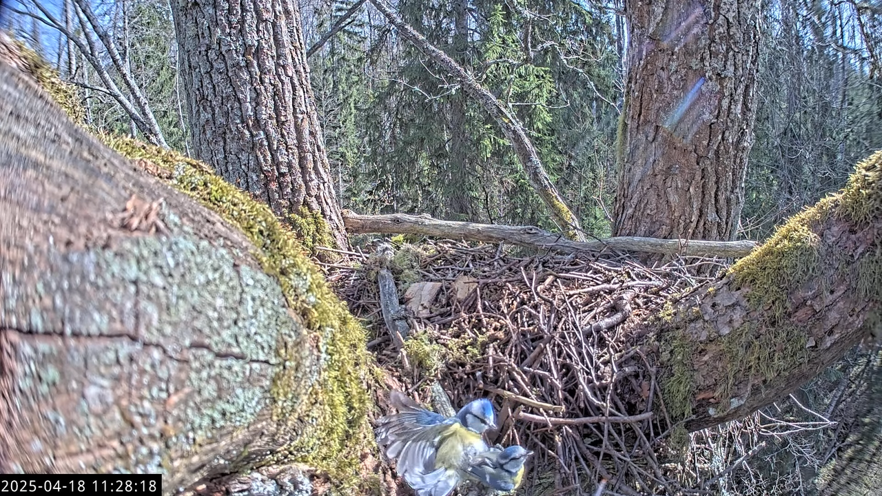 LVM mazais ērglis Lisiņa, ozols1 – Lesser Spotted Eagle 2-27-52 screenshot