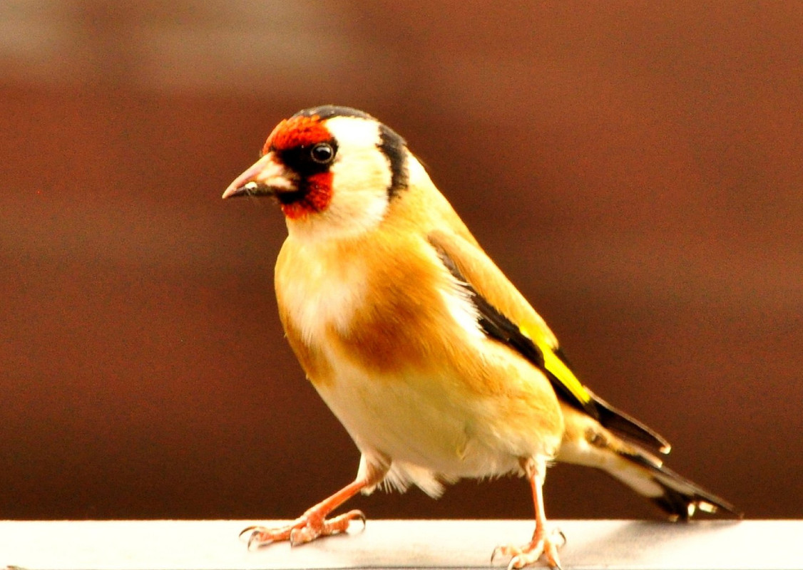 yellow-goldfinch.jpg