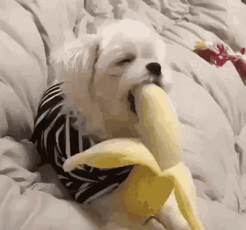 banana-dog.gif