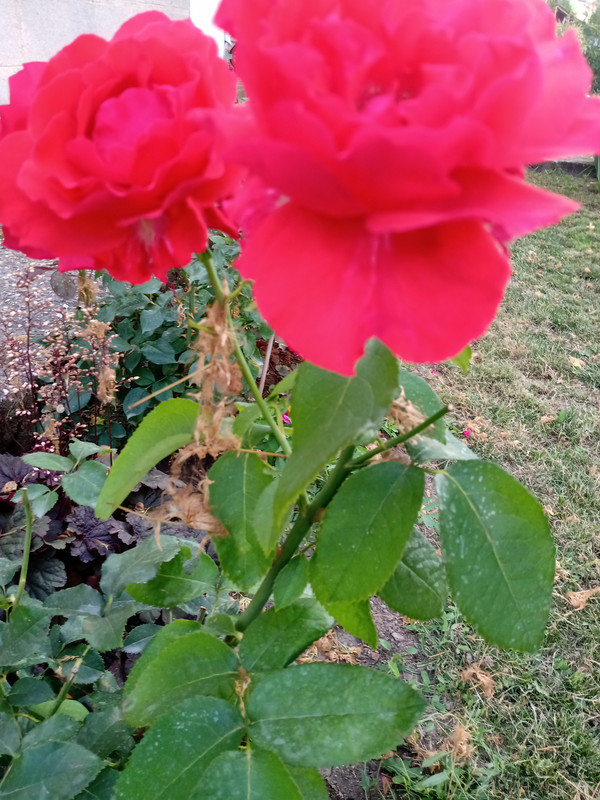 IMG_20210712_175408642