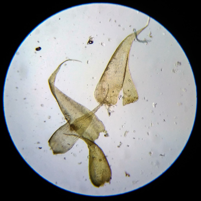 IMG 20250614 205154 HDR