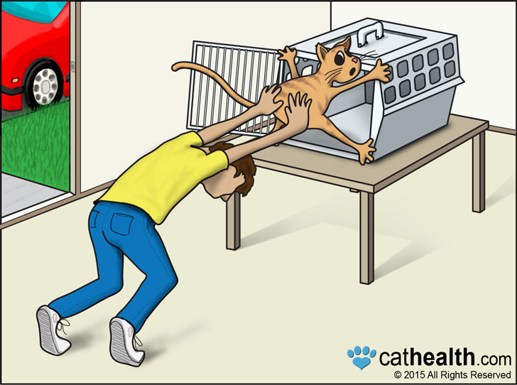 how-to-get-your-cat-into-a-carrier.jpg