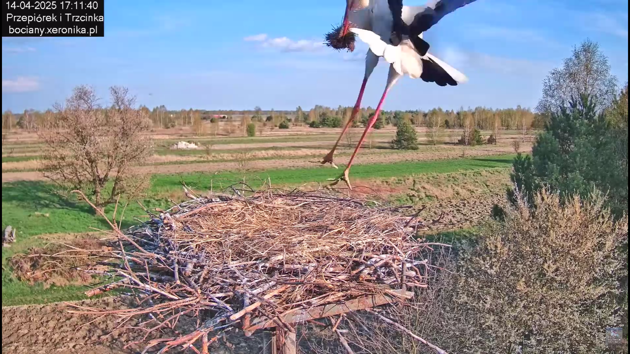 14042025bociany_0