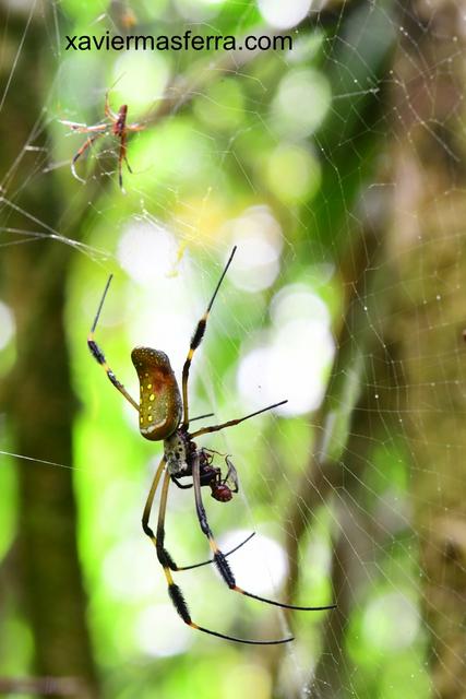 Tortuguero-Arenal-Monteverde - Costa Rica con niños. Julio-Agosto 2018 (4)