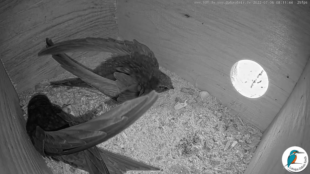 Svīre (Apus apus) Cēsu pils - LDF tiešraide _ Būris 10-53-50 screenshot