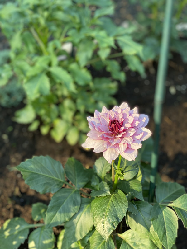 382F201D-1F32-4871-89C6-8C9C7516B0F3