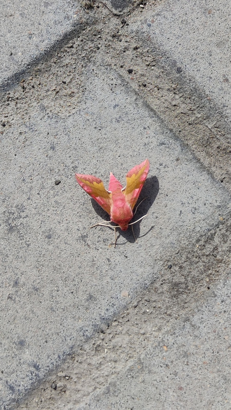 IMG-20230519-150126.jpg