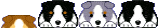 collies