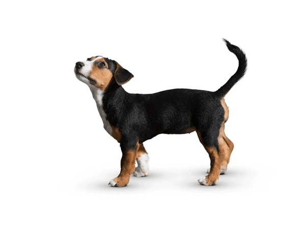 Essayer De Ne Pas Rire 🤣 Meilleurs Chats et Chiens Drôles