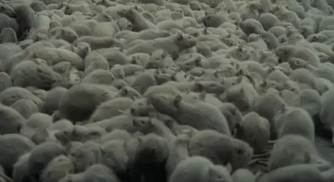 ratload