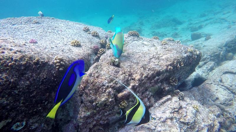 Seychelles-2ª parte de nuestra luna de miel. Se puede pedir más? - Blogs de Seychelles - DÍA 3:  PRASLIN – CURIEUSE ISLAND – SAINT PIERRE (46)