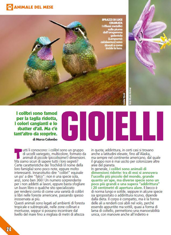 Foc Wil - Giu 2024 (3)