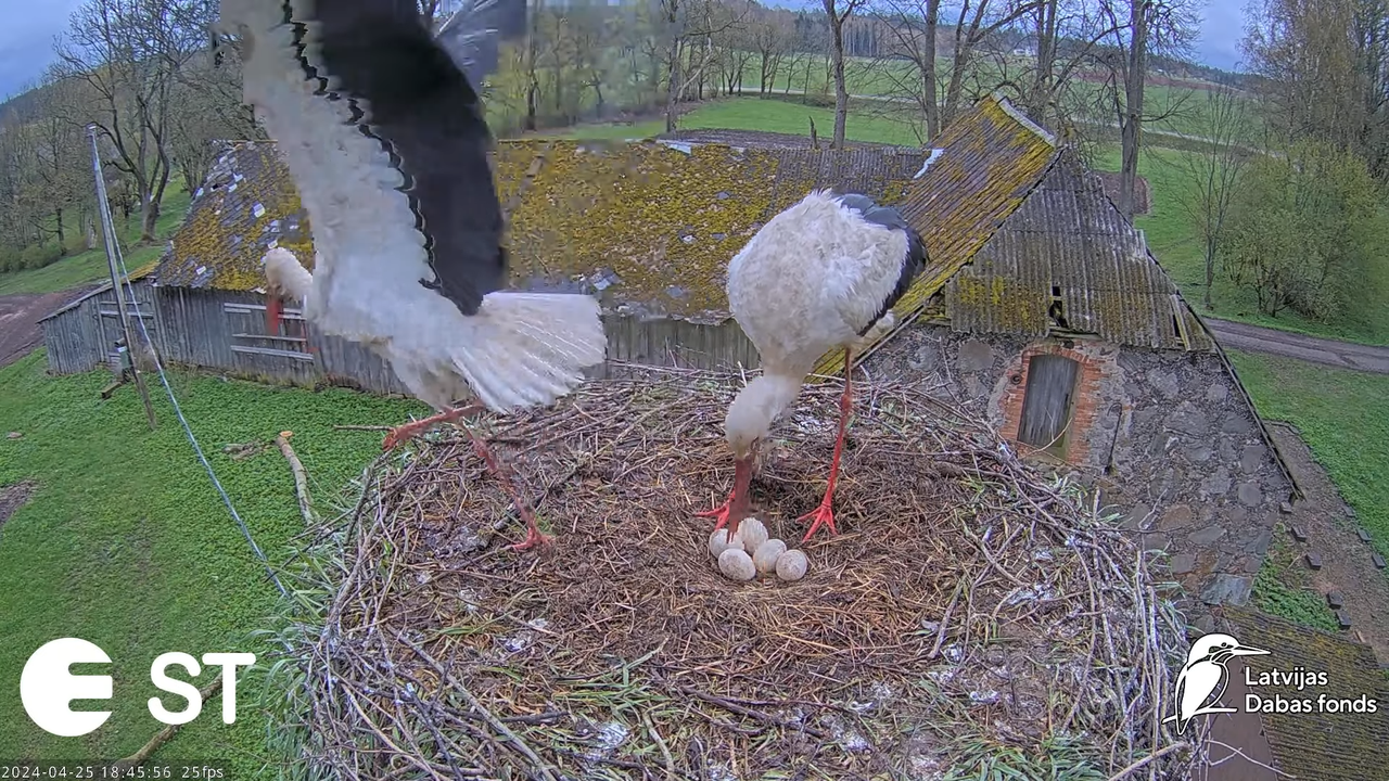 Baltie stārķi (Ciconia ciconia) Tukuma novadā - LDF tiešraide __ White storks in Tukums, Latvia 12-5